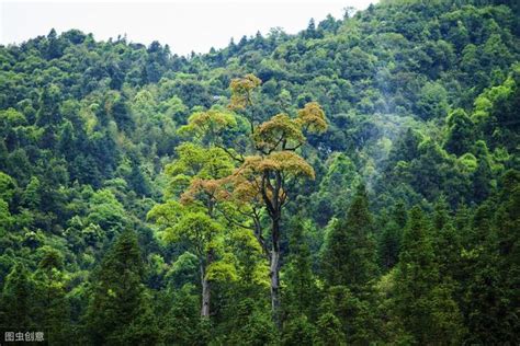 木秀於林而風必摧之意思